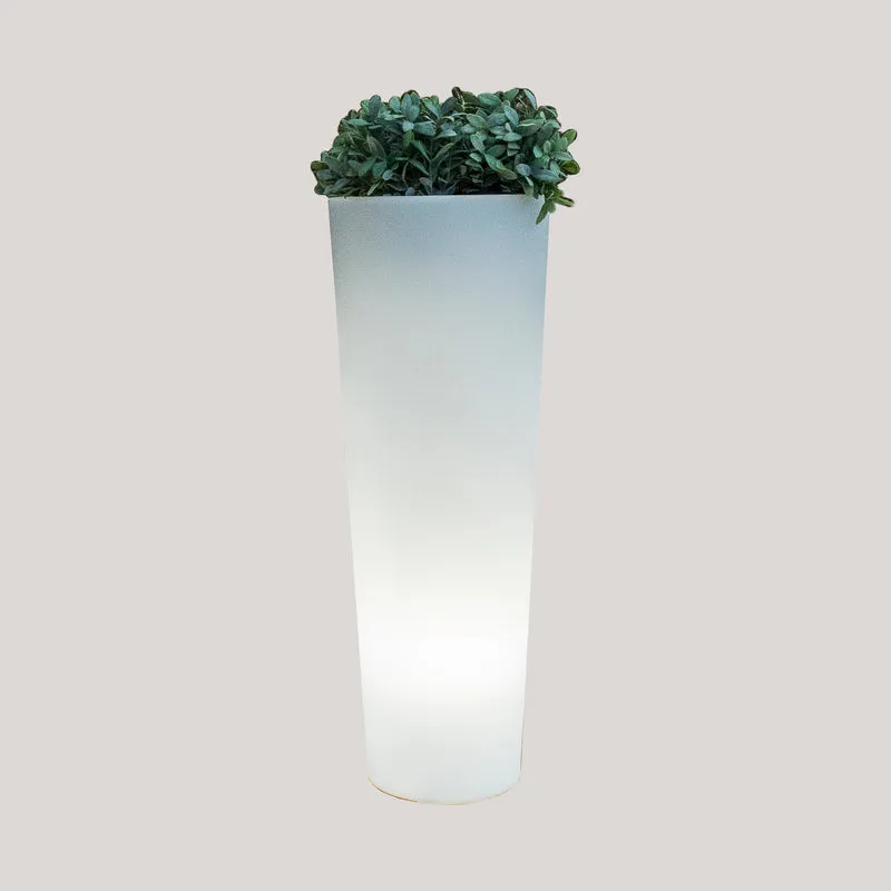 BLUMENTOPF FICUS 80 LICHT